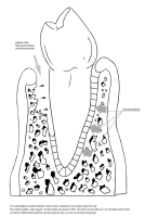 Tööleht Hamba kinnitussidemed