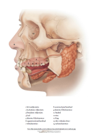 Poster: Näo ja suu anatoomia