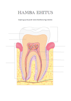 Tööleht: Hamba ehitus Tööleht: Hamba ehitus