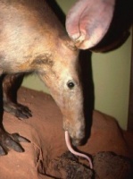 Sipelgakarul pole hambaid