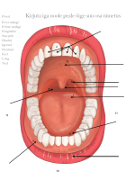 Tööleht: Minu suu osad