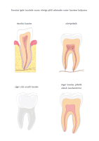 Tööleht: Kaaries Tööleht: Kaaries