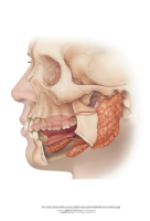 Poster: Süljenäärmed