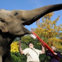 Elevant kulutab hambaid