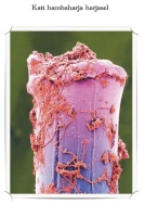  Katt hambaharja harjasel