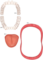 Tööleht: Minu hambakaart Tööleht: Minu hambakaart