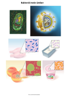  Bakterid meie ümber