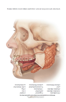Tööleht: Näo ja suu osad