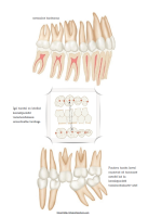 Poster: Hambumus Poster: Hambumus