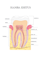 Tööleht: Hamba ehitus (õpetajale)